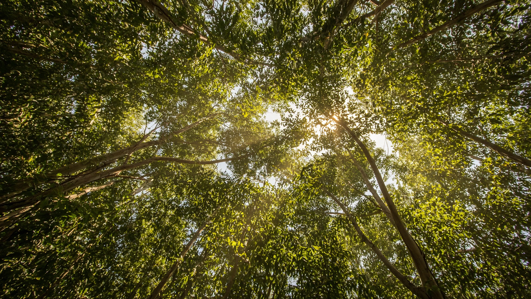 Looking up through a eucalyptus canopy with shafts of gold light